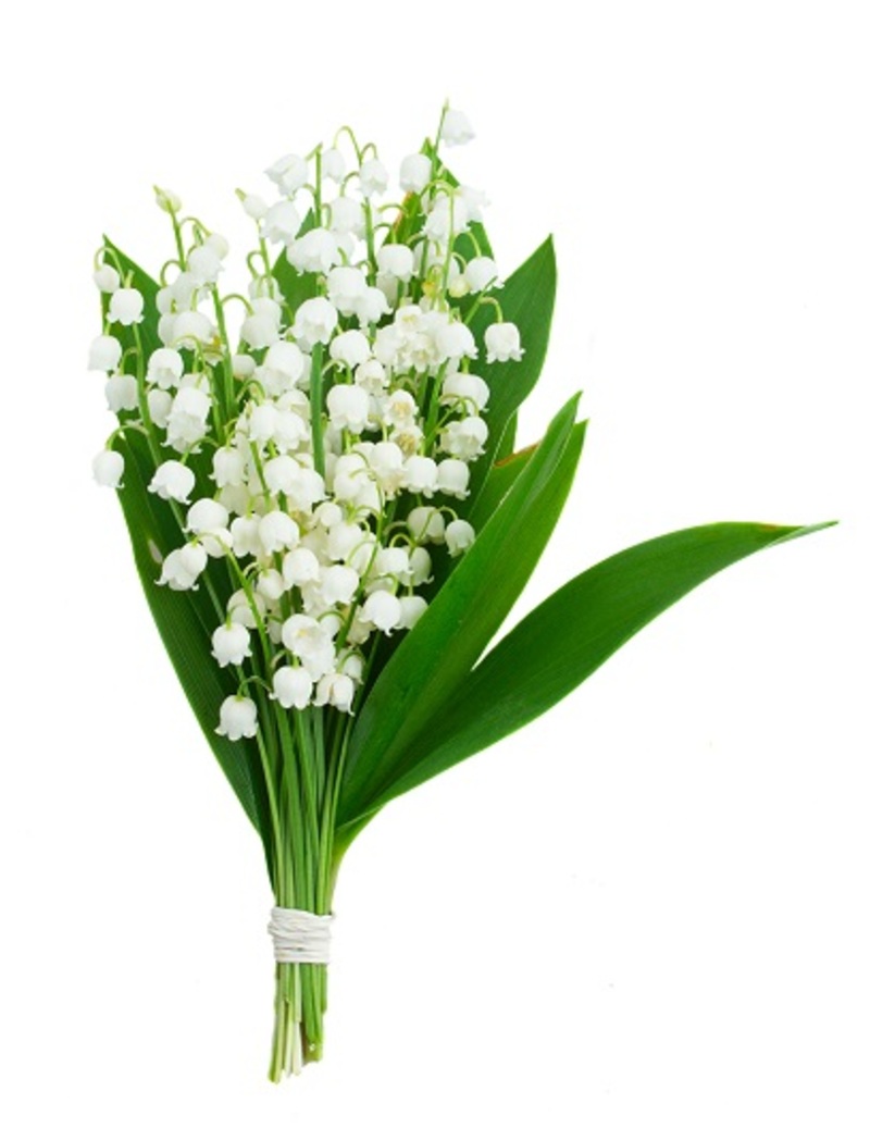 flowers flowers  / lacecap flowers