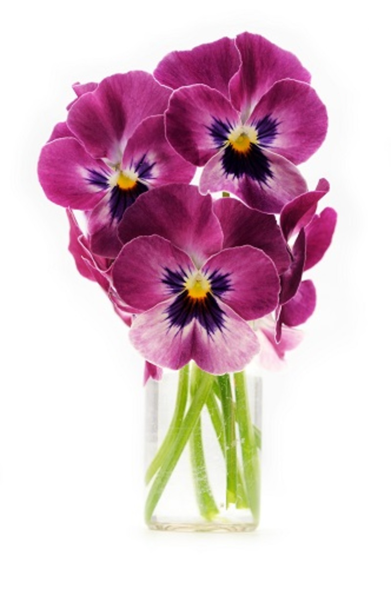 flowers flowers  / lacecap flowers