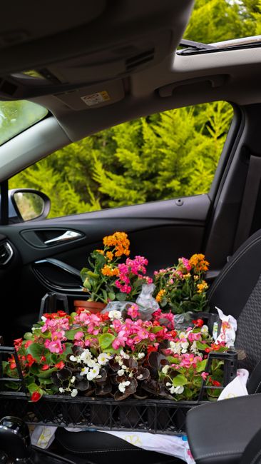 A selection of fresh flower arrangements and potted plants sit on a black car tray in the front passenger seat of a vehicle, ready for delivery. The flowers include pink, white, orange, and yellow blo