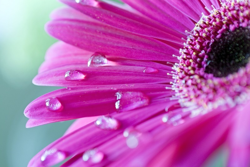 Bouquets flowers