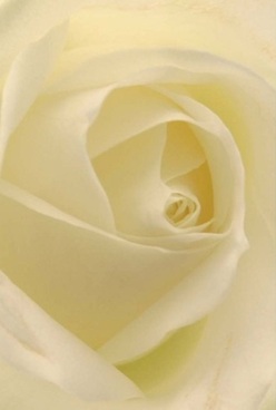 This close-up image reveals the delicate soul of a single rose, its creamy white petals swirling towards the center with balanced harmony. Found in many Harefield gardens and brought to perfection by Harefield Florist, each layer glows softly under filtered daylight reminiscent of peaceful street corners by Rickmansworth Road. The petals seem almost translucent at their tips, a gentle gradation from creamy core to whisper-pale edges, inviting the viewer to imagine tracing their silk-like surfaces. There's a softness to the scene, as if the room around you is filled with the peaceful hush that comes before a family celebration or an unexpected act of kindness from a neighbour. The interplay of pale cream and light lemon hues, caressed by gentle shadows, amplifies the rose's natural elegance, transforming it into a timeless emblem of devotion or renewal. Imagine the subtle, lingering scent-fresh and understated-filling a Harefield sitting room, a gentle comfort during times of loss or a silent testament to enduring admiration. Every detail speaks to the skill and artistry of local florists, their knowledge reflected in the perfection of the spiraled core and the careful arrangement. This rose's radiant simplicity is equally at home in an anniversary bouquet or as an expression of support, embodying both craftsmanship and heartfelt intent.